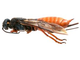   Sirex hispaniola  female lateral habitus; photo by H. Goulet, CNC 
